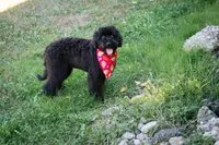 🍂🖤 Raven 🖤🍂 CRATE TRAINING, a female Aussiedoodle and Bernedoodle for sale in Lansing, MI – Photo 3 of 4