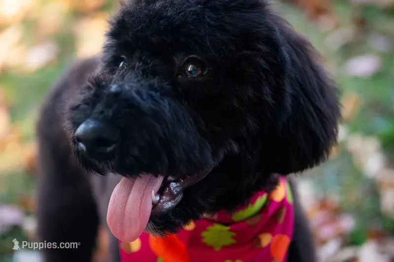 🍂🖤 Raven 🖤🍂 CRATE TRAINING, a female Aussiedoodle and Bernedoodle for sale in Lansing, MI – Photo 1 of 4