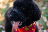 🍂🖤 Raven 🖤🍂 CRATE TRAINING, a female Aussiedoodle and Bernedoodle for sale in Lansing, MI – Photo 1 of 4