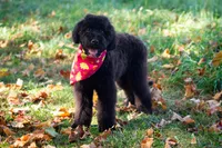 🍂🖤 Raven 🖤🍂 CRATE TRAINING, a female Aussiedoodle and Bernedoodle for sale in Lansing, MI – Photo 2 of 4