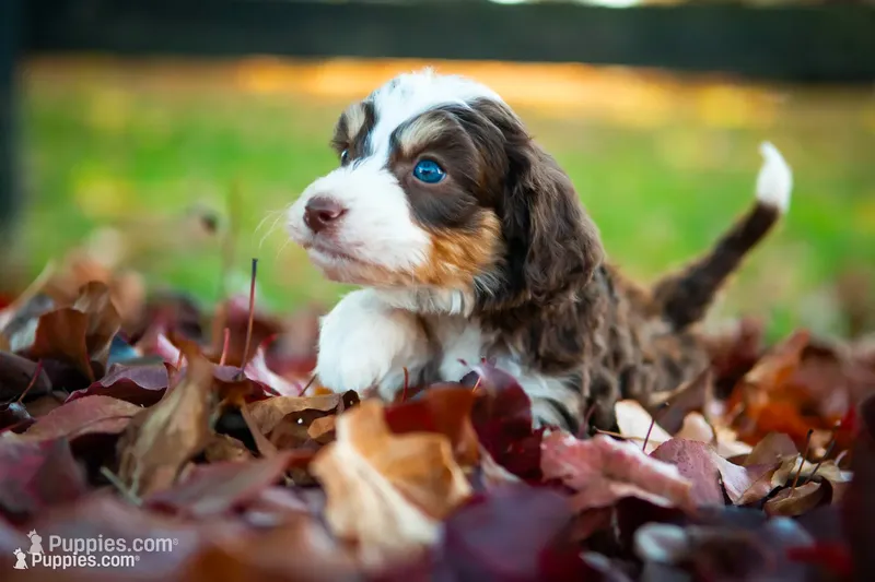 🍃🍂 Janis 🍂🍃 – Aussiedoodle, Bernedoodle puppy for sale in Lansing, MI
