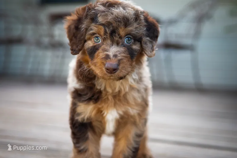 🌿 Hera 🌿 – Aussiedoodle, Bernedoodle puppy for sale in Lansing, MI