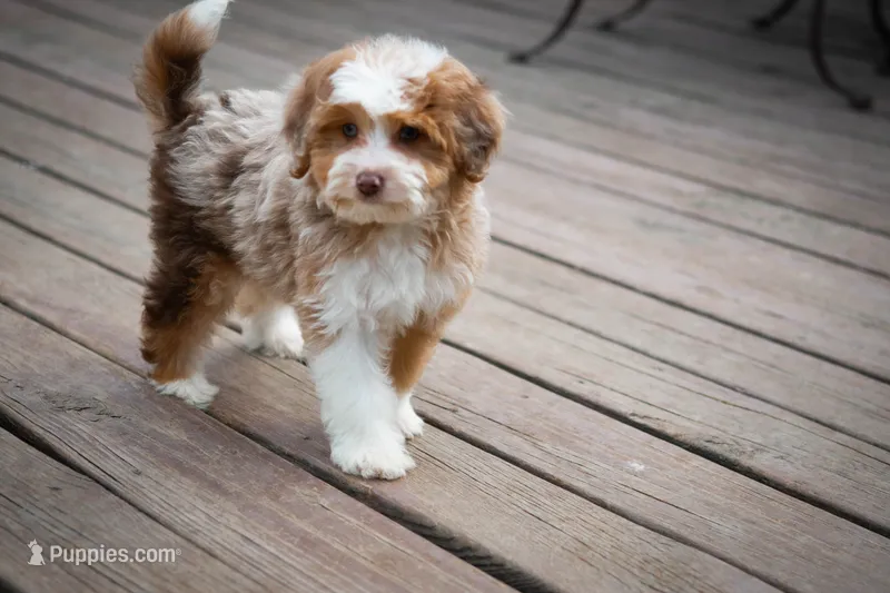 ❤️ Twix ❤️ – Miniature Bernedoodle, Miniature Aussiedoodle puppy for sale in Lansing, MI