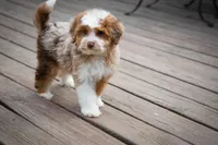 🍫 Twix 🍫, a male Aussiedoodle and Miniature Aussiedoodle for sale in Lansing, MI – 4 of 6