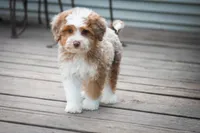 🍫 Twix 🍫, a male Aussiedoodle and Miniature Aussiedoodle for sale in Lansing, MI – 6 of 6