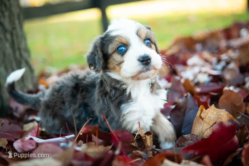 🍃🍂 Whitney 🍂🍃 – Aussiedoodle, Bernedoodle puppy for sale in Lansing, MI