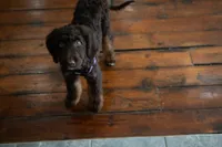 🤎 Mocha 🤎, a female Aussiedoodle and Bernedoodle for sale in Lansing, MI – 4 of 10