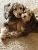 ❤️ Kat ❤️, a female Miniature Bernedoodle and Miniature Aussiedoodle for sale in Lansing, MI – 4 of 9