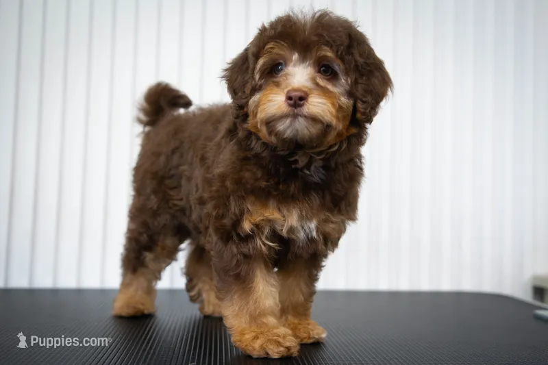 ❤️ Kit ❤️ – Miniature Bernedoodle, Miniature Aussiedoodle puppy for sale in Lansing, MI