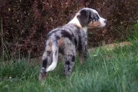 🖤🤍 Smokey 🤍🖤, a male Aussiedoodle and Bernedoodle for sale in Lansing, MI – Photo 2 of 6