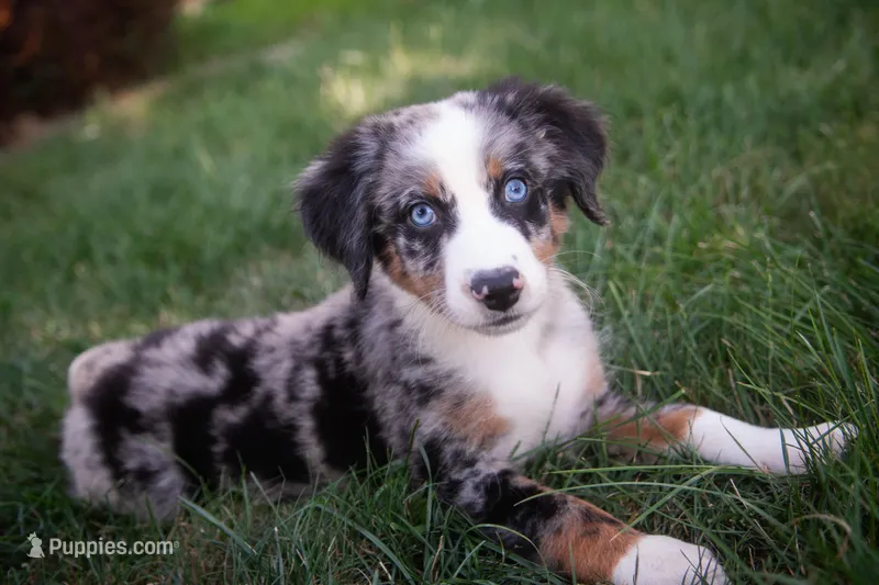 🖤🤍 Smokey 🤍🖤, a male Aussiedoodle and Bernedoodle for sale in Lansing, MI – Photo 1 of 6