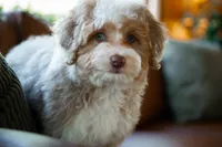 🤎 Twix 🤎, a male Miniature Bernedoodle and Miniature Aussiedoodle for sale in Lansing, MI – 6 of 10