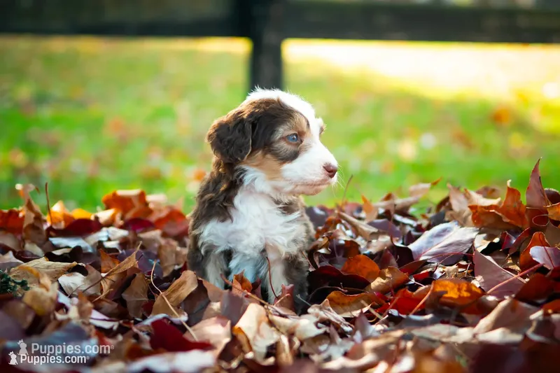 🍃🍂 Elvis 🍂🍃 – Aussiedoodle, Bernedoodle puppy for sale in Lansing, MI