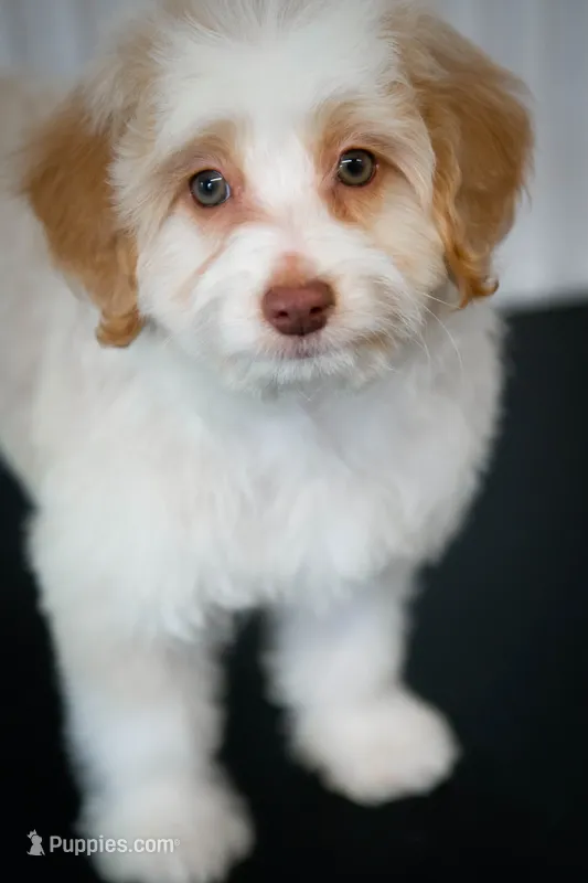 🍫 Heath 🍫 – Aussiedoodle, Miniature Aussiedoodle puppy for sale in Lansing, MI