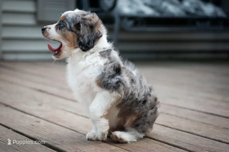 🕊️ Yuki 🕊️ – Aussiedoodle, Miniature Aussiedoodle puppy for sale in Lansing, MI