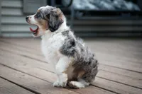 🕊️ Yuki 🕊️, a female Aussiedoodle and Miniature Aussiedoodle for sale in Lansing, MI – 7 of 7
