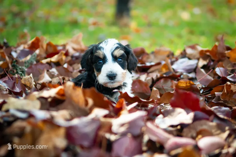 🍃🍂 Ozzy 🍂🍃 – Aussiedoodle, Bernedoodle puppy for sale in Lansing, MI
