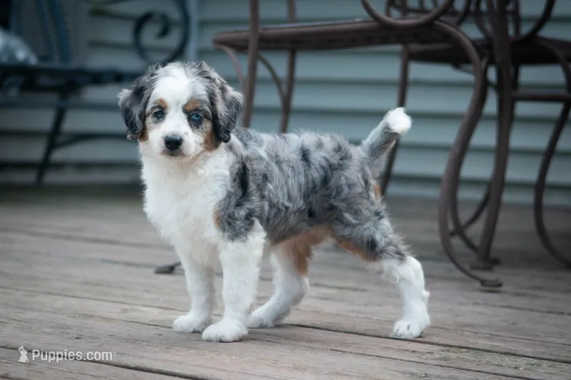 🕊️ Yuki 🕊️ – Aussiedoodle, Miniature Aussiedoodle puppy for sale in Lansing, MI