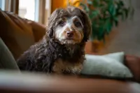 🤎 Kat 🤎, a female Miniature Bernedoodle and Miniature Aussiedoodle for sale in Lansing, MI – 7 of 9