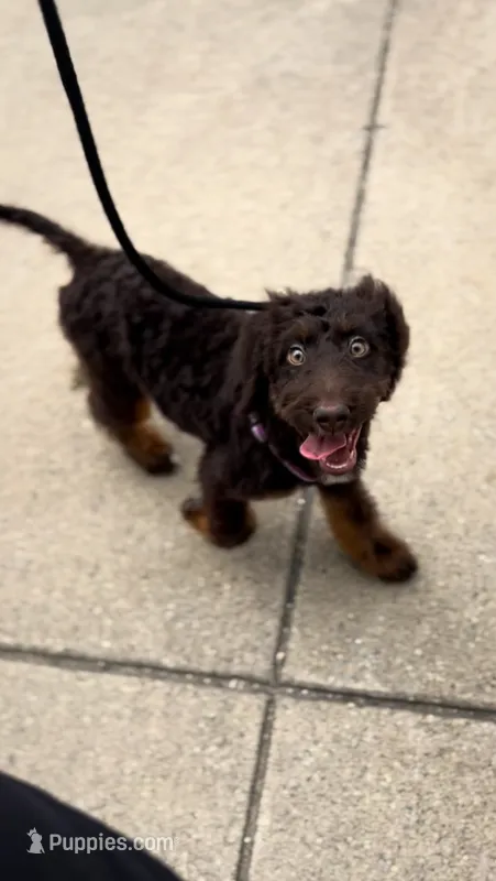 🤎 Mocha 🤎 – Aussiedoodle, Bernedoodle puppy for sale in Lansing, MI