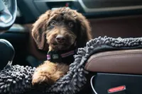 🤎 Mocha 🤎, a female Aussiedoodle and Bernedoodle for sale in Lansing, MI – 10 of 10
