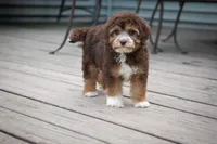 🍫 Snickers 🍫, a male Aussiedoodle and Miniature Aussiedoodle for sale in Lansing, MI – 4 of 6