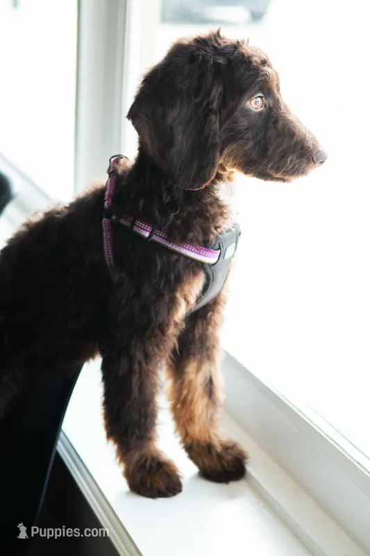 🤎 Mocha 🤎 – Aussiedoodle, Bernedoodle puppy for sale in Lansing, MI