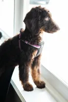 🤎 Mocha 🤎, a female Aussiedoodle and Bernedoodle for sale in Lansing, MI – 3 of 10