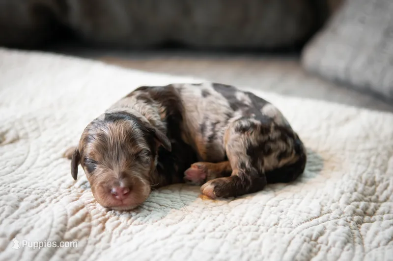 Bowie – Aussiedoodle, Bernedoodle puppy for sale in Lansing, MI