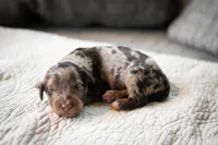Bowie, a male Aussiedoodle and Bernedoodle for sale in Lansing, MI – 1 of 1