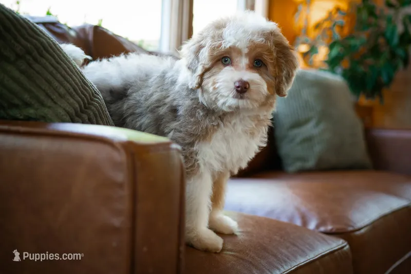 🤎 Twix 🤎 – Aussiedoodle, Miniature Aussiedoodle puppy for sale in Lansing, MI