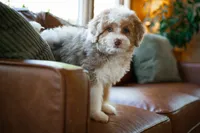 🤎 Twix 🤎, a male Miniature Bernedoodle and Miniature Aussiedoodle for sale in Lansing, MI – 3 of 10