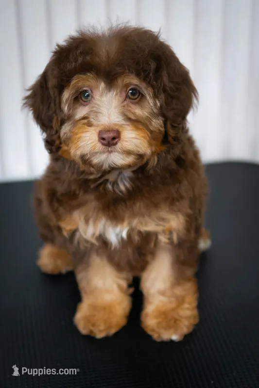 🍫 Kit 🍫 – Aussiedoodle, Miniature Aussiedoodle puppy for sale in Lansing, MI