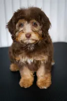 🍫 Kit 🍫, a female Aussiedoodle and Miniature Aussiedoodle for sale in Lansing, MI – 1 of 6