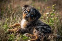 ⭐ Everest ⭐, a male Aussiedoodle and Bernedoodle for sale in Lansing, MI – Photo 3 of 3