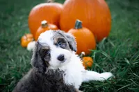👻 Spirit 👻, a female Aussiedoodle and Bernedoodle for sale in Lansing, MI – Photo 3 of 5