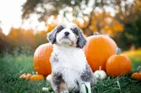 👻 Spirit 👻, a female Aussiedoodle and Bernedoodle for sale in Lansing, MI – Photo 5 of 5