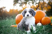 👻 Spirit 👻, a female Aussiedoodle and Bernedoodle for sale in Lansing, MI – Photo 2 of 5