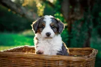 👻 Spirit 👻, a female Aussiedoodle and Bernedoodle for sale in Lansing, MI – Photo 4 of 5