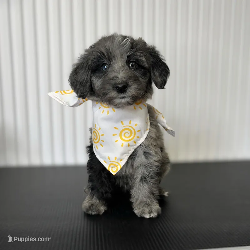 ⭐ COSMO ⭐ – Miniature Bernedoodle, Miniature Aussiedoodle puppy for sale in Lansing, MI