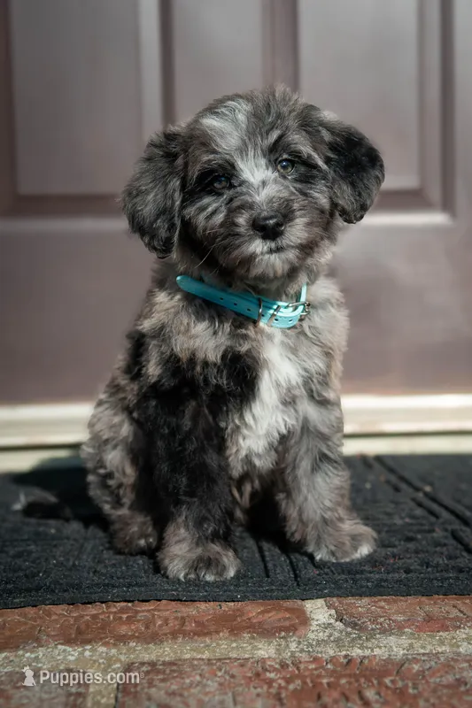 ⭐ COSMO ⭐ – Miniature Bernedoodle, Miniature Aussiedoodle puppy for sale in Lansing, MI