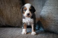 Whitney, a female Aussiedoodle and Bernedoodle for sale in Lansing, MI – 2 of 4