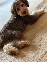 ❤️ Kat ❤️, a female Miniature Bernedoodle and Miniature Aussiedoodle for sale in Lansing, MI – 3 of 9
