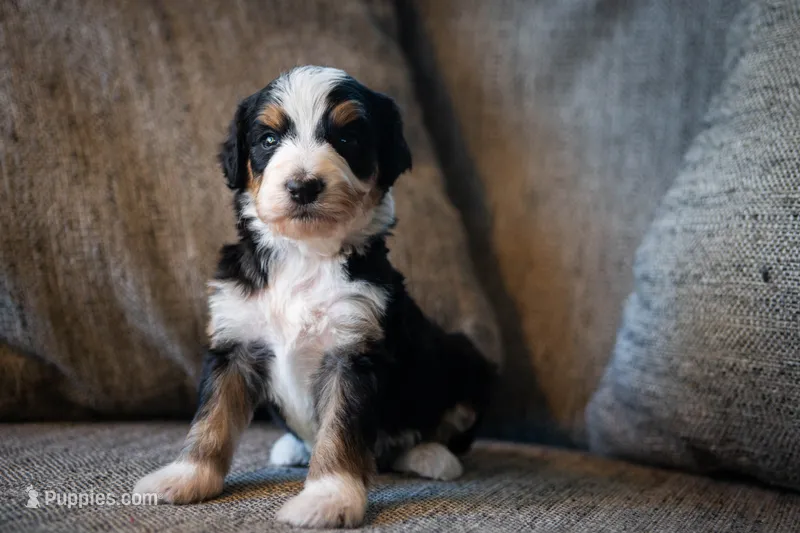 Ozzy – Aussiedoodle, Bernedoodle puppy for sale in Lansing, MI