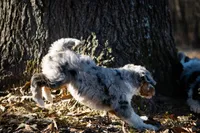 🧡 Velma 🧡, a female Aussiedoodle for sale in Lansing, MI – Photo 2 of 5