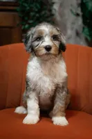 🧡 Velma 🧡, a female Aussiedoodle for sale in Lansing, MI – Photo 5 of 5