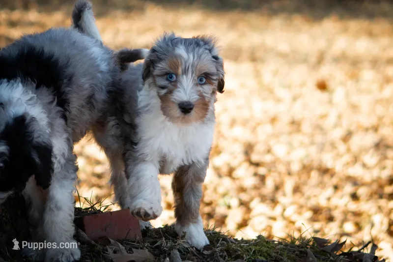 🧡 Velma 🧡, a female Aussiedoodle for sale in Lansing, MI – Photo 1 of 5