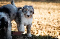 🧡 Velma 🧡, a female Aussiedoodle for sale in Lansing, MI – Photo 1 of 5