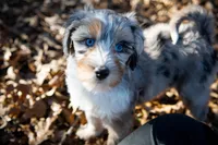 🧡 Velma 🧡, a female Aussiedoodle for sale in Lansing, MI – Photo 3 of 5