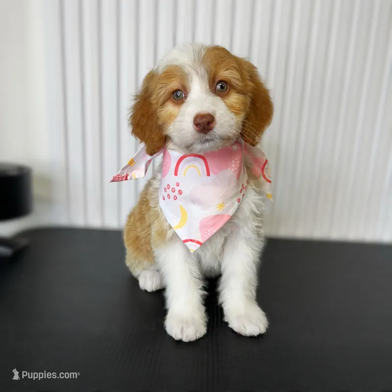 ⭐ LYRA ⭐ – Miniature Bernedoodle, Miniature Aussiedoodle puppy for sale in Lansing, MI